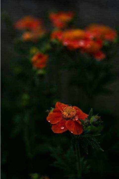 Gallery native bouquet 2